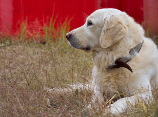 Beauty Golden retriever dog on the grass