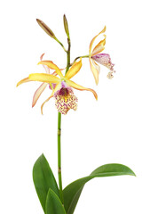 Orchids (Cattleya Recchara Frances Fox) flowers isolated on a white background