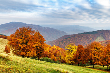 Panorama of picturesque autumn mountains with red beech forest in the foreground. Landscape photography