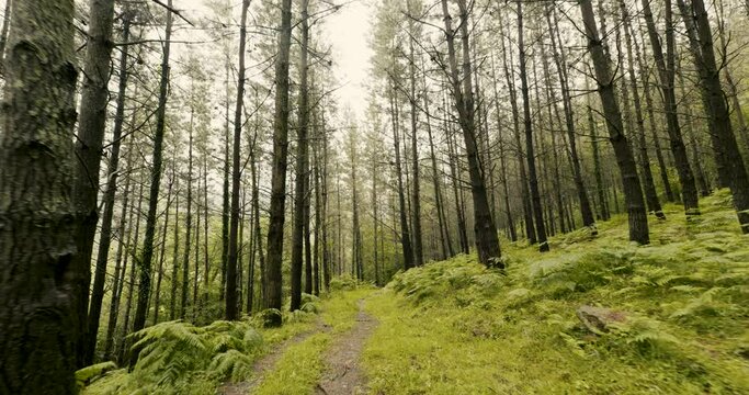 Paseo por el Bosque