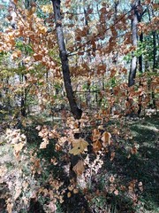 autumn in the forest