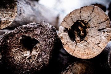Troncos en el bosque,naturaleza muerta