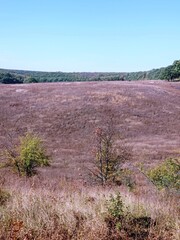 lavender field in region