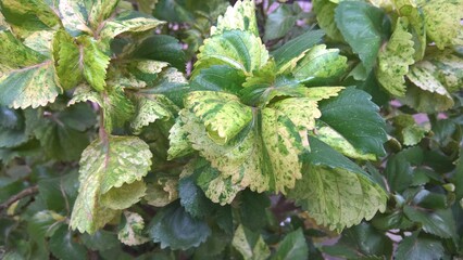 scenic view of green plants for multipurpose use