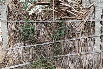 Tropical abstract background, wall stone palm leaf, bamboo.