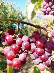 bunch of grapes