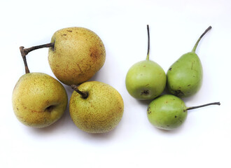 Two different varieties of pear found in India. One is common Indian Pear and the other one is known as Nag phal or Babughosa in local language. 