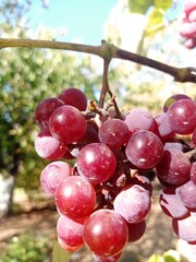 bunch of red grapes