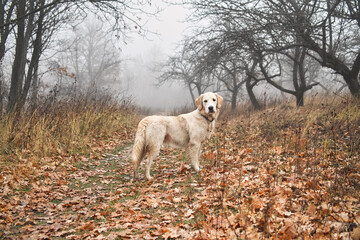 Obraz premium Golden retriever stands on the background of an autumn forest in the fog