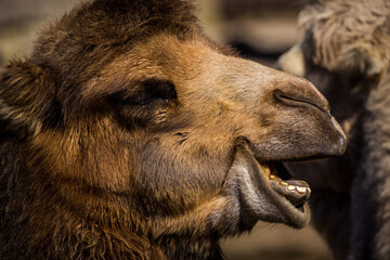 portrait of a camel in nature park