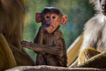 Mantle baboon in the zoo