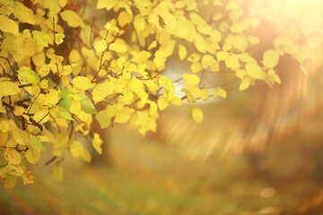 multicolored leaves branches background, abstract blurred wallpaper view