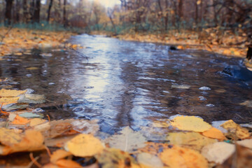 autumn season landscape in park, view of yellow trees alley background