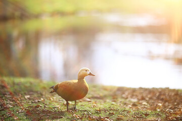 duck in autumn park, view of abstract relaxation alone