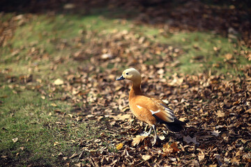 duck in autumn park, view of abstract relaxation alone