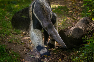 ant-eater portrait in nature park