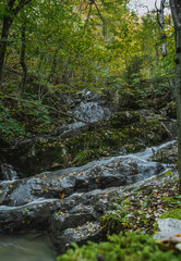 Wartki górski potok w skandynawskim lesie © Dreamnordno