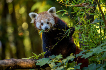 The red panda eats eucalyptus leaves