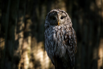 barn owl portrait in the park