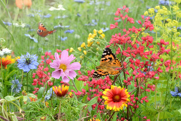 Schmetterling 693