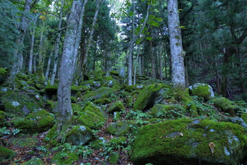 Fototapeta premium 日本 遠野の風景