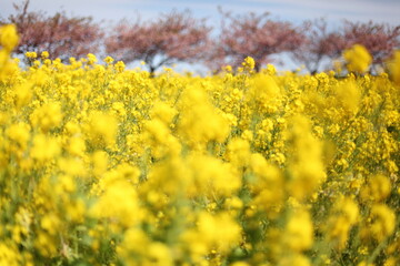Obraz premium 河津桜と菜の花