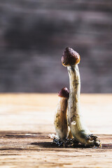 Mexican magic mushroom is a psilocybe cubensis, whose main active elements are psilocybin and psilocin - Mexican Psilocybe Cubensis.