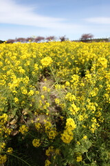 河津桜と菜の花