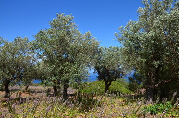 Olive trees and mediterranean flowers near the excavation site of Tindari in Sicily, view to the...