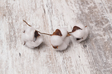 Dried white fluffy cotton flower on wooden background, close up, top view