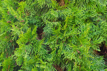 Beautiful branches of the evergreen thuja tree. Background and texture.