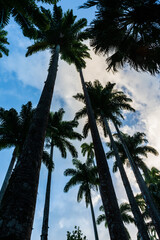 Palmas en Río de Janeiro