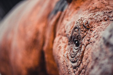 Close up shot of black wild rhinoceros. Details of wrinkles in the skin, eyes, and textures. Warm...