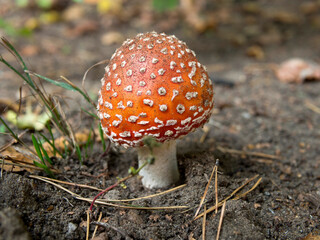 Fly agaric poisonous mushroom, beautiful bright hat with white dots. It has a psychotropic effect, used by the Vikings to gain fearlessness, endurance in battle.