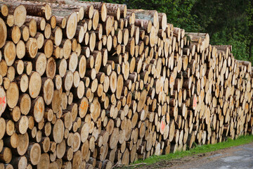 stack of logs in forest