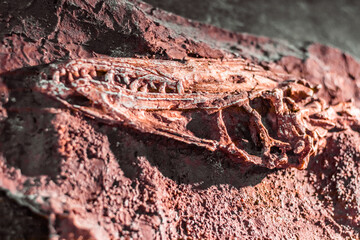 Fototapeta na wymiar Fossil remains of ancient dinosaur. Selective focus on spine, very shallow depth of field, blurred background with bokeh effect. Red warm natural lighting, archeology or research concept. Excavation