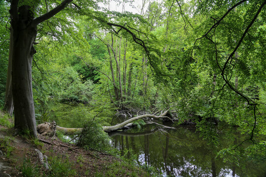 stream in the forest with fallen tree © fotofox33