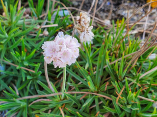 Flowers of sea thrift, sea pinkor or grass to love