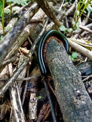 millipede in the forest