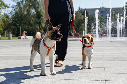Portrait of attractive young woman walking with her american akita inu puppy and beagle, foliage background. Female with her two dogs on a leash outdoors at the city square. Close up, copy space.