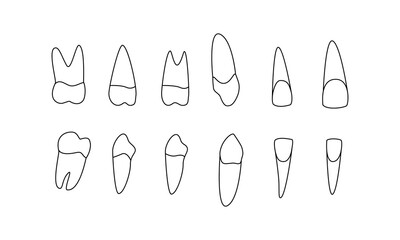 diagram human teeth. upper lower jaw. Central lateral incisors, canines, premolars, molars. look on the right side. Vector template isolated flat doodle realistic black outline white background icon