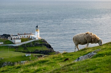 The sheep on a hill feding itself in front of the Neist Point Lighthouse in the background at Isle...