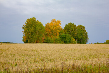 Groves and autumn fields. Autumn landscape - on a field of tall yellow grass, trees and bushes turned yellow