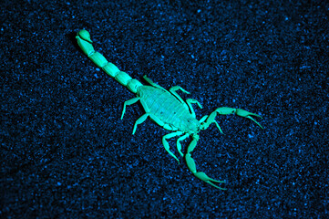 Scorpion in UV-light // Skorpion im UV-Licht (Aegaeobuthus gibbosus / Mesobuthus gibbosus) 