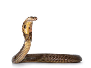 Fototapeta premium Adult Monocled cobra aka Naja kaouthia snake, in defense position. Isolated on white background.