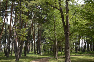 Gangneung park scenery, South Korea강릉의 공원 풍경, 한국