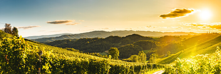 Sunset panorama of wine street on Slovenia, Austria border in Styria. Fields of grapevines. - obrazy, fototapety, plakaty