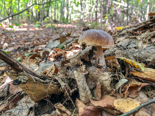 Boletus edulis. White mushroom growing in the forest.