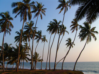 Fototapeta na wymiar Tropical sunset on island. Palms view.
