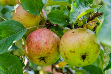 Healthy and full of vitamins grown apples on the tree at autumn.